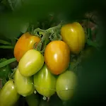 Podere Il Ritorno * بورتوفيرّايو