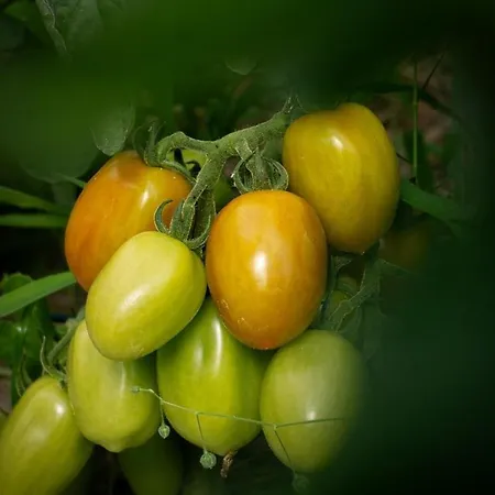 Podere Il Ritorno * ポルトフェッラーイオ