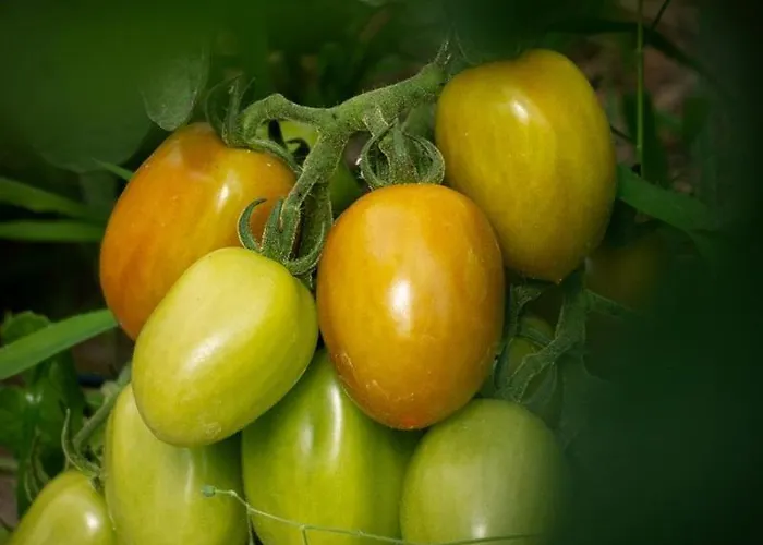 Podere Il Ritorno * פורטופראיו